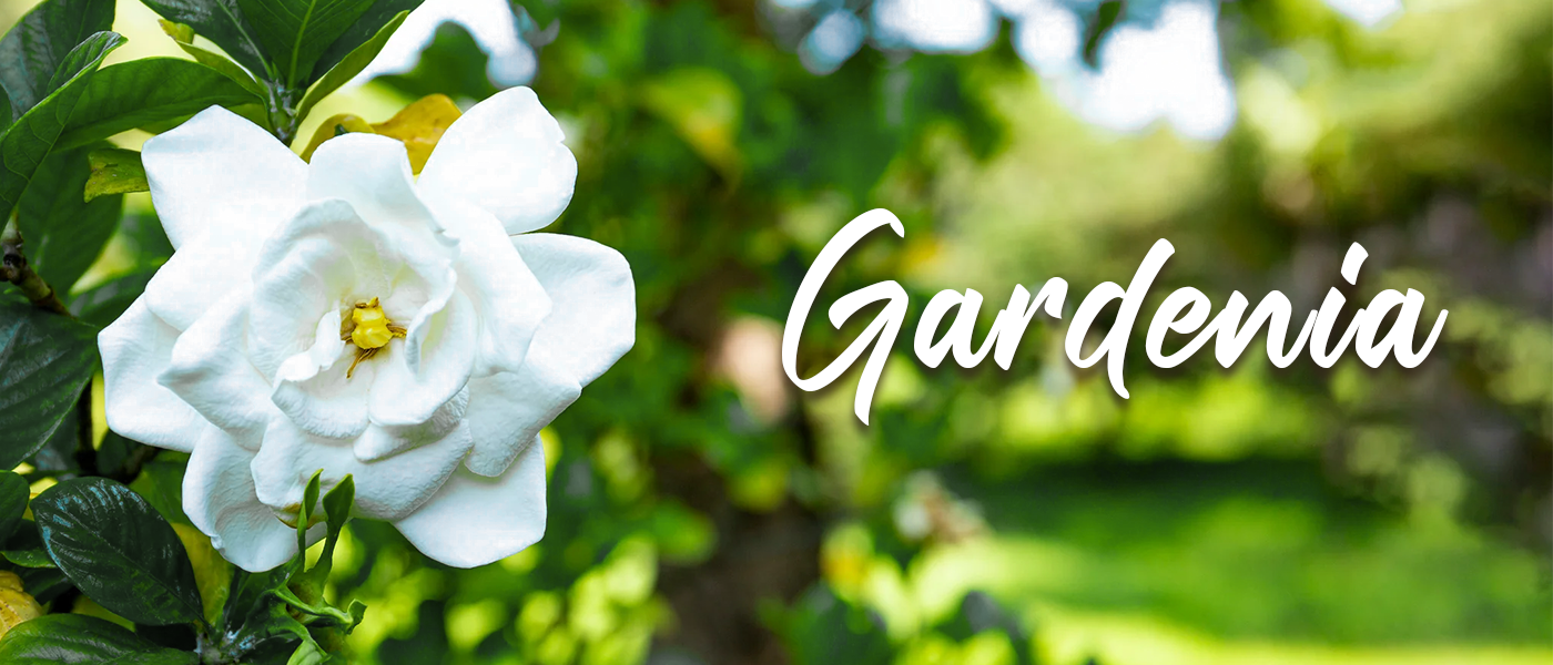 Gardenia Fragrances