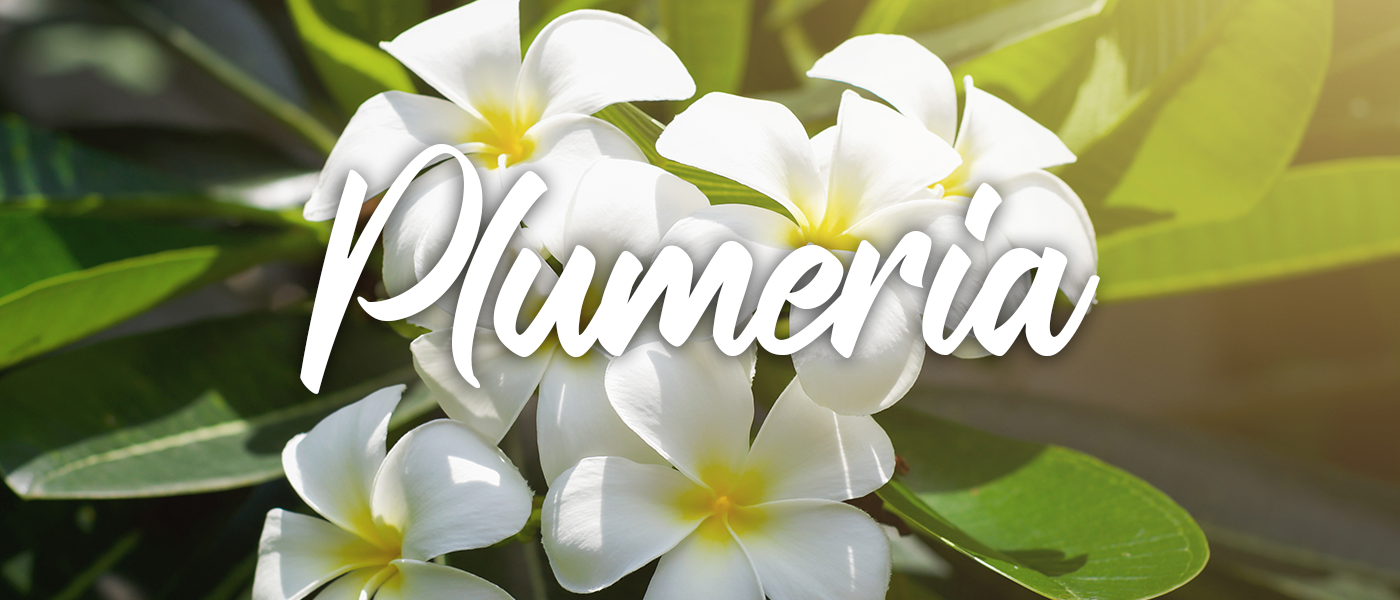 Plumeria Fragrance